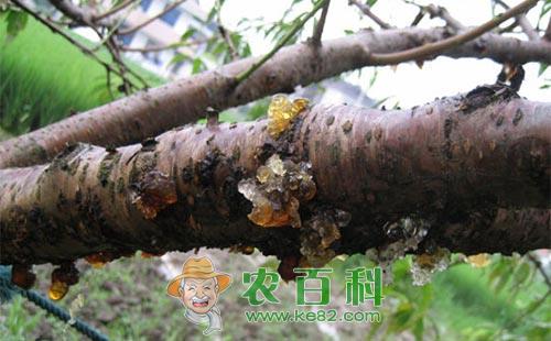 桃树流胶病的病原、病因及综合防治技术