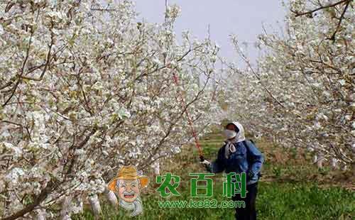 香梨人工辅助授粉技术的相关知识总结