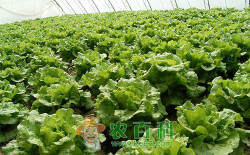 生菜冬夜蛾的形态特征、发生规律及防治方法
