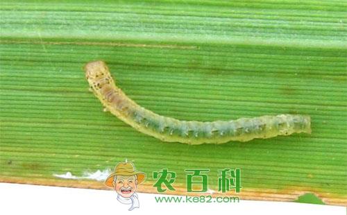 稻纵卷叶螟防治哪种药效果好