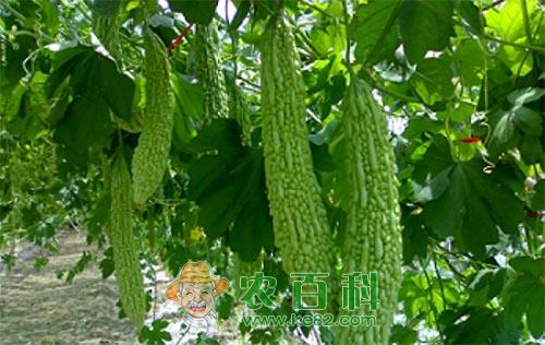 苦瓜自留种的方法及注意要点