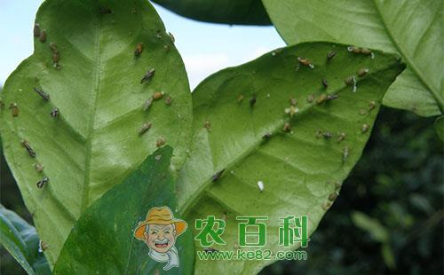 柑桔木虱的生活习性及防治技术要点