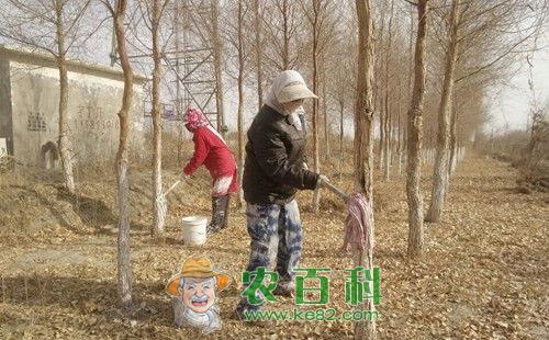 树干涂白的作用有哪些，树干涂白剂使用方法