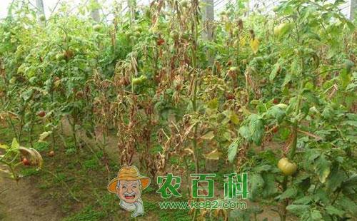 番茄黄萎病的症状表现与识别方法、传播途径及发病规律和无公害防治技术