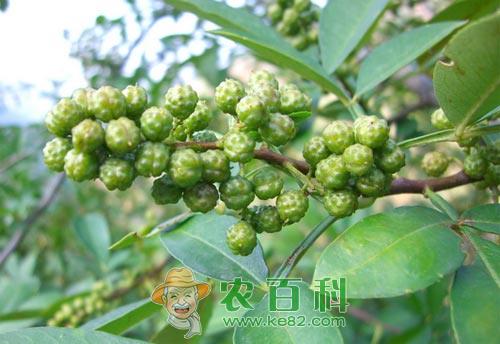 青花椒低产原因及提高产量的措施