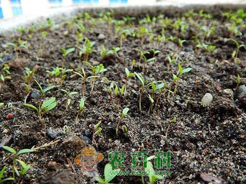 如何提高香菜的出苗率？如何催芽？