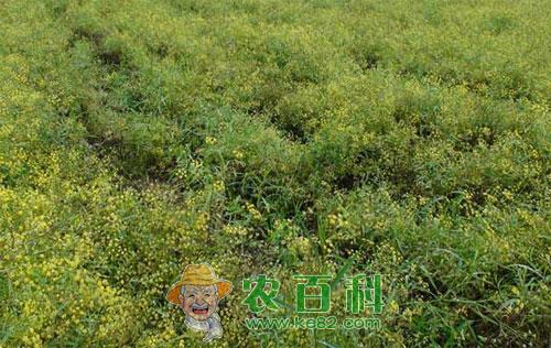 柴胡的种植前景和种植效益