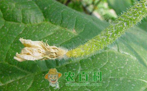 黄瓜花腐病的发病症状、原因及防治措施