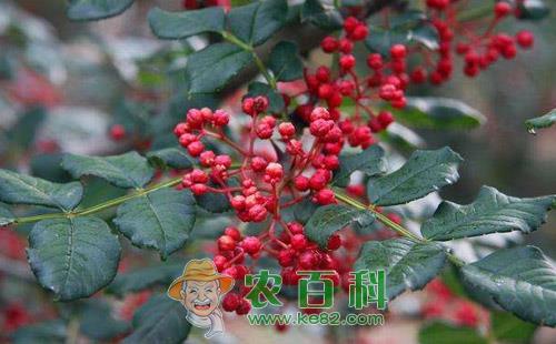 花椒黄连木尺蛾的危害特点、发生规律及防治方法