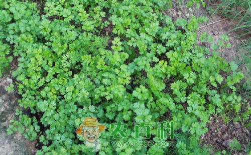 芫荽菌核病的症状、病原、侵染规律及防治措施