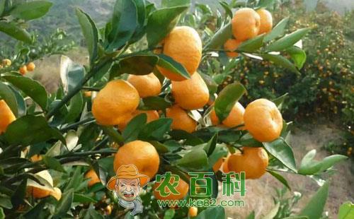 蜜桔苗移栽该怎么做，有哪些技术要点？