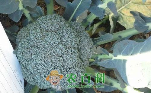 青花菜冻害产生的原因有哪些呢?如何防止?