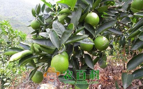 柠檬黑刺粉虱的危害及具体防治方法
