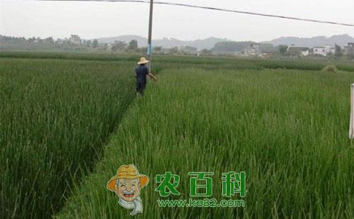 荸荠尖翅小卷叶蛾为害情况及其防控技术