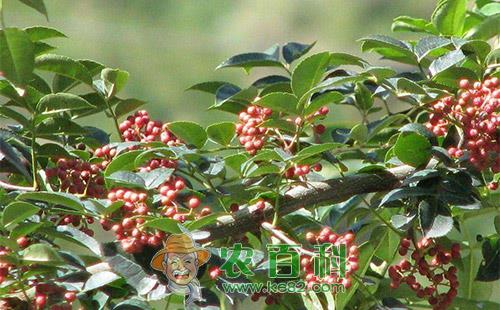 花椒黄连木尺蛾的危害特点、发生规律及防治方法