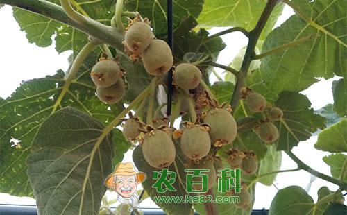 猕猴桃膏药病的危害症状、发病条件及防治方法