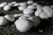 柿子树施肥防病害要注意的问题