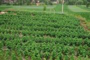 农大1号板栗种植管理经验