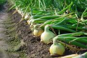 洋葱畸形的主因及综合防治技术