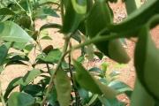 柑橘黑蚱蝉的形态特征（发生规律和防治技术）