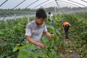 2种葡萄叶蝉的为害特点（发生规律及防治措施）