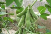 大豆花荚脱落是什么原因(如何预防) 大豆花荚脱落是什么原因(如何预防)