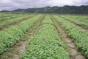 什么原因导致山药畸形