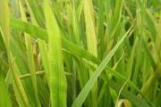 特优杏树新品种---玛瑙杏