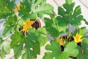 大白菜干烧心病症状（病因及防治措施）