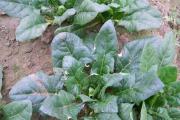菠菜叶斑病的症状(传播途径和防治方法) 菠菜叶斑病的症状(传播途径和防治方法)