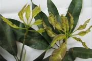 芒果春季病害的发病特征（发病原因及防治技术）