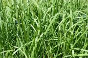 韭菜为什么控旺（韭菜控旺常用产品）