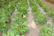花生缺氮症状及其应对措施分析总结