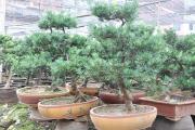 果园害虫抗药性的防止方法