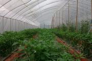 温室蔬菜低产的发生原因及改进措施详细介绍