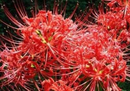 曼珠沙华的花语 彼岸花在不同国家的代表什么 曼珠沙华的花语 彼岸花在不同国家的代表什么