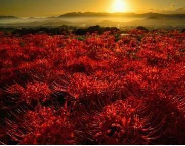 曼珠沙华的花语 彼岸花在不同国家的代表什么 曼珠沙华的花语 彼岸花在不同国家的代表什么