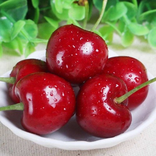 大樱桃品种简介