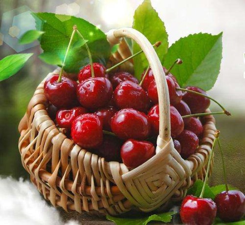 大樱桃品种简介