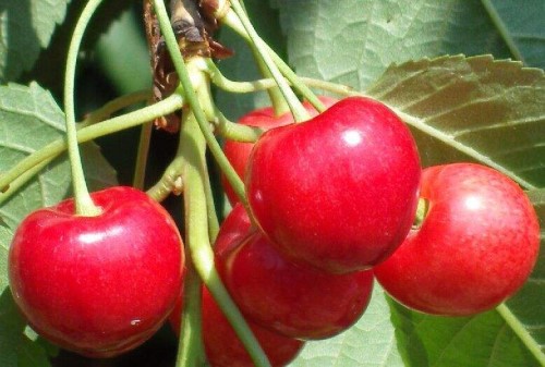 大樱桃品种简介