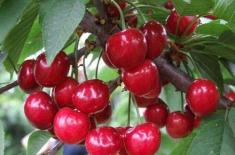 中国农业科学院郑州果树研究所－大樱桃品种简介