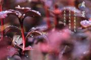 柑桔压条繁殖技术