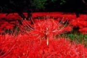 曼珠沙华的花语（彼岸花在不同国家的代表什么）