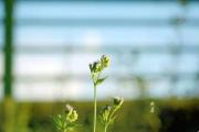 关于处暑节气:主要信息与常见疑问