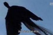 利民33（利民33玉米种简介）