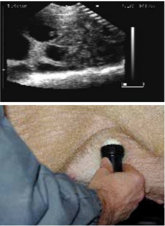 怎么给猪配种 配种管理指南（连载十）
