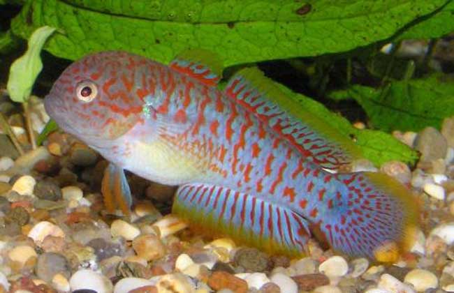 灯鱼和什么鱼混养？