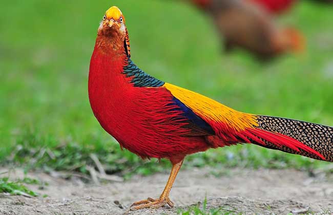 红腹锦鸡高效养殖技术