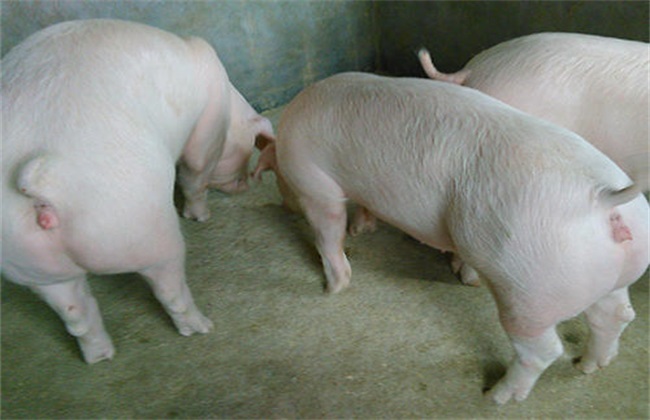 后备母猪不发情怎么办