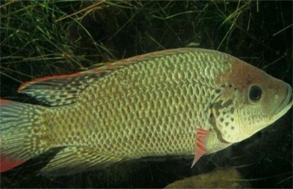 罗非鱼越冬的养殖方法